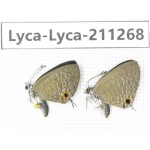 Jamides bochus. China, Guangxi, Baise, Mt.Cenwanglaoshan. 2M. Lyca-Lyca-211268.