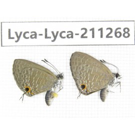 Jamides bochus. China, Guangxi, Baise, Mt.Cenwanglaoshan. 2M. Lyca-Lyca-211268.