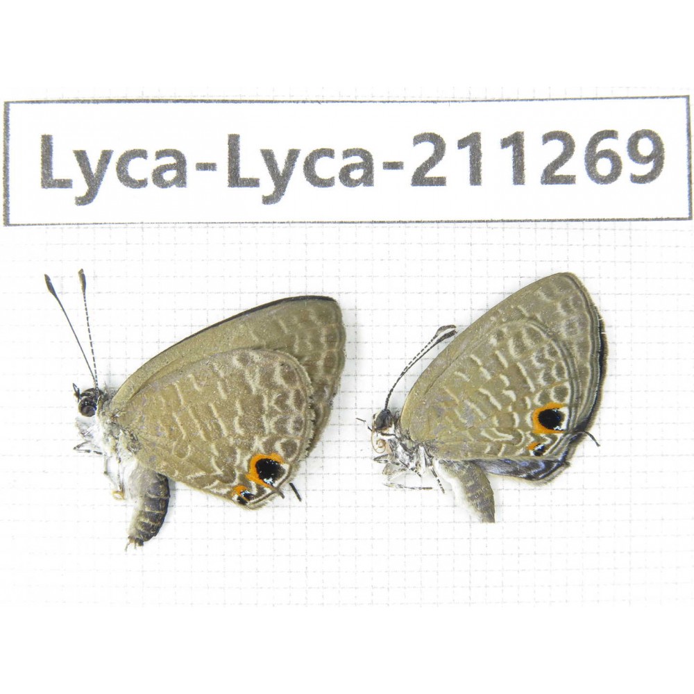 Jamides bochus. China, Guangxi, Baise, Mt.Cenwanglaoshan. 2M. Lyca-Lyca-211269.