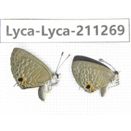 Jamides bochus. China, Guangxi, Baise, Mt.Cenwanglaoshan. 2M. Lyca-Lyca-211269.