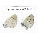 Maculinea teleia. China, Heilongjiang, Jiamusi. 2M. Lyca-Lyca-21488.