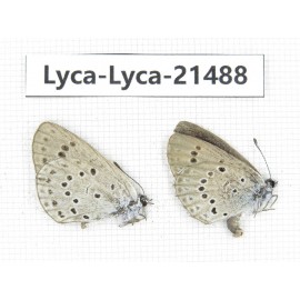 Maculinea teleia. China, Heilongjiang, Jiamusi. 2M. Lyca-Lyca-21488.