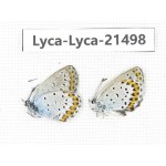 Polyommatus cyane. China, Heilongjiang, Jiamusi. 2M. Lyca-Lyca-21498.