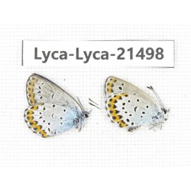 Polyommatus cyane. China, Heilongjiang, Jiamusi. 2M. Lyca-Lyca-21498.