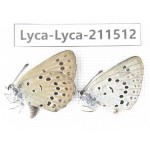 Maculinea teleia. China, Heilongjiang, Mudanjiang. 1P. Lyca-Lyca-211512.