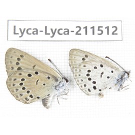 Maculinea teleia. China, Heilongjiang, Mudanjiang. 1P. Lyca-Lyca-211512.
