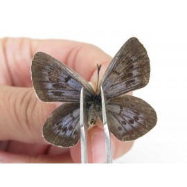 Maculinea teleia. China, Heilongjiang, Mudanjiang. 1P. Lyca-Lyca-211512.