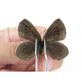 Maculinea teleia. China, Heilongjiang, Mudanjiang. 1P. Lyca-Lyca-211512.