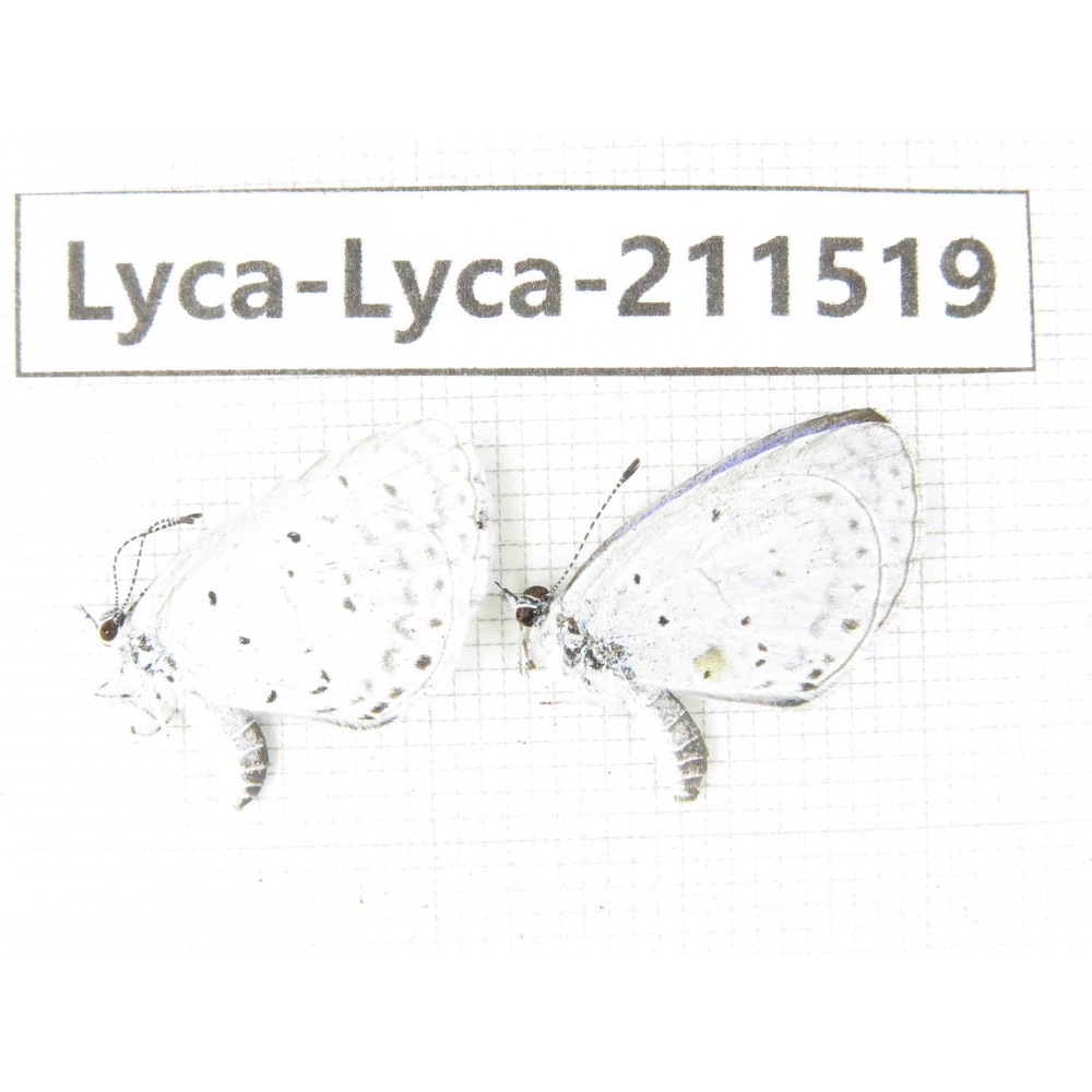 Lycanidae sp. China, Heilongjiang, Mudanjiang. 2M. Lyca-Lyca-211519.