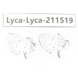 Lycanidae sp. China, Heilongjiang, Mudanjiang. 2M. Lyca-Lyca-211519.