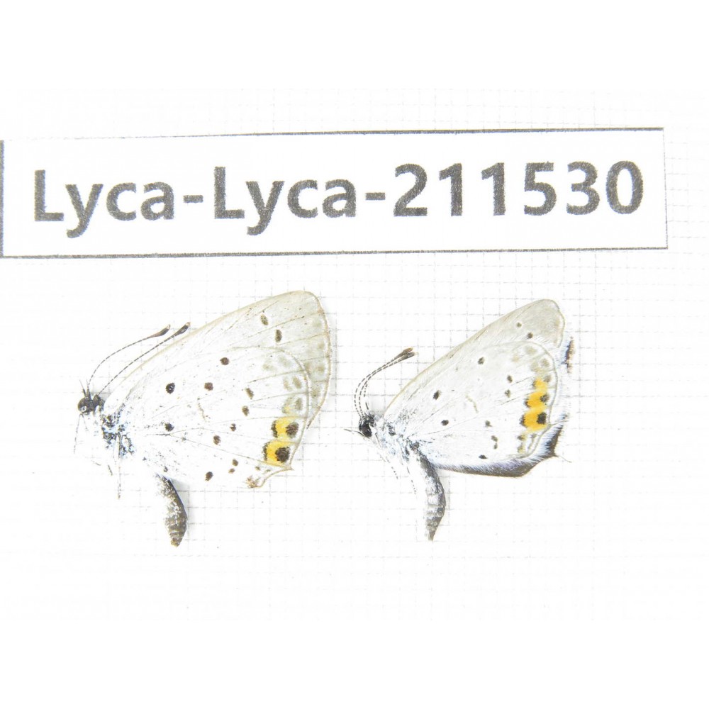 Lycanidae sp. China, Heilongjiang, Mudanjiang. 2M. Lyca-Lyca-211530.