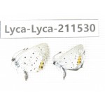 Lycanidae sp. China, Heilongjiang, Mudanjiang. 2M. Lyca-Lyca-211530.