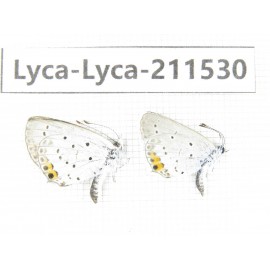 Lycanidae sp. China, Heilongjiang, Mudanjiang. 2M. Lyca-Lyca-211530.