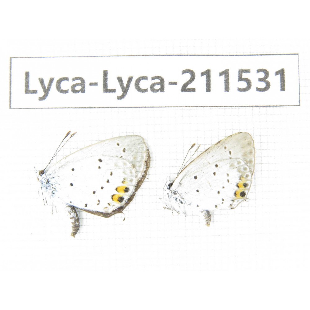 Lycanidae sp. China, Heilongjiang, Mudanjiang. 2M. Lyca-Lyca-211531.
