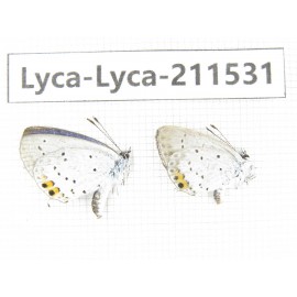 Lycanidae sp. China, Heilongjiang, Mudanjiang. 2M. Lyca-Lyca-211531.