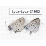 Maculinea teleia. China, Heilongjiang, Mudanjiang. 1P. Lyca-Lyca-21952.