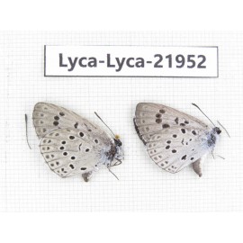 Maculinea teleia. China, Heilongjiang, Mudanjiang. 1P. Lyca-Lyca-21952.