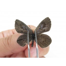 Maculinea teleia. China, Heilongjiang, Mudanjiang. 1P. Lyca-Lyca-21952.