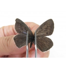 Maculinea teleia. China, Heilongjiang, Mudanjiang. 1P. Lyca-Lyca-21952.