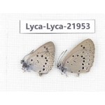 Maculinea teleia. China, Heilongjiang, Mudanjiang. 1P. Lyca-Lyca-21953.