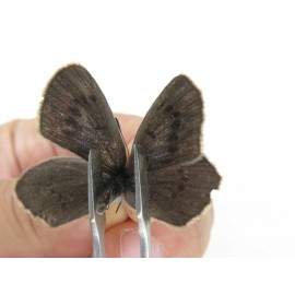 Maculinea teleia. China, Heilongjiang, Mudanjiang. 1P. Lyca-Lyca-21953.