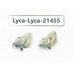 Albulina orbitula. China, Qinghai, E of Delingha. 2M. Lyca-Lyca-21455.