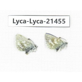 Albulina orbitula. China, Qinghai, E of Delingha. 2M. Lyca-Lyca-21455.