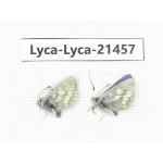 Albulina orbitula. China, Qinghai, E of Delingha. 2M. Lyca-Lyca-21457.