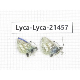 Albulina orbitula. China, Qinghai, E of Delingha. 2M. Lyca-Lyca-21457.