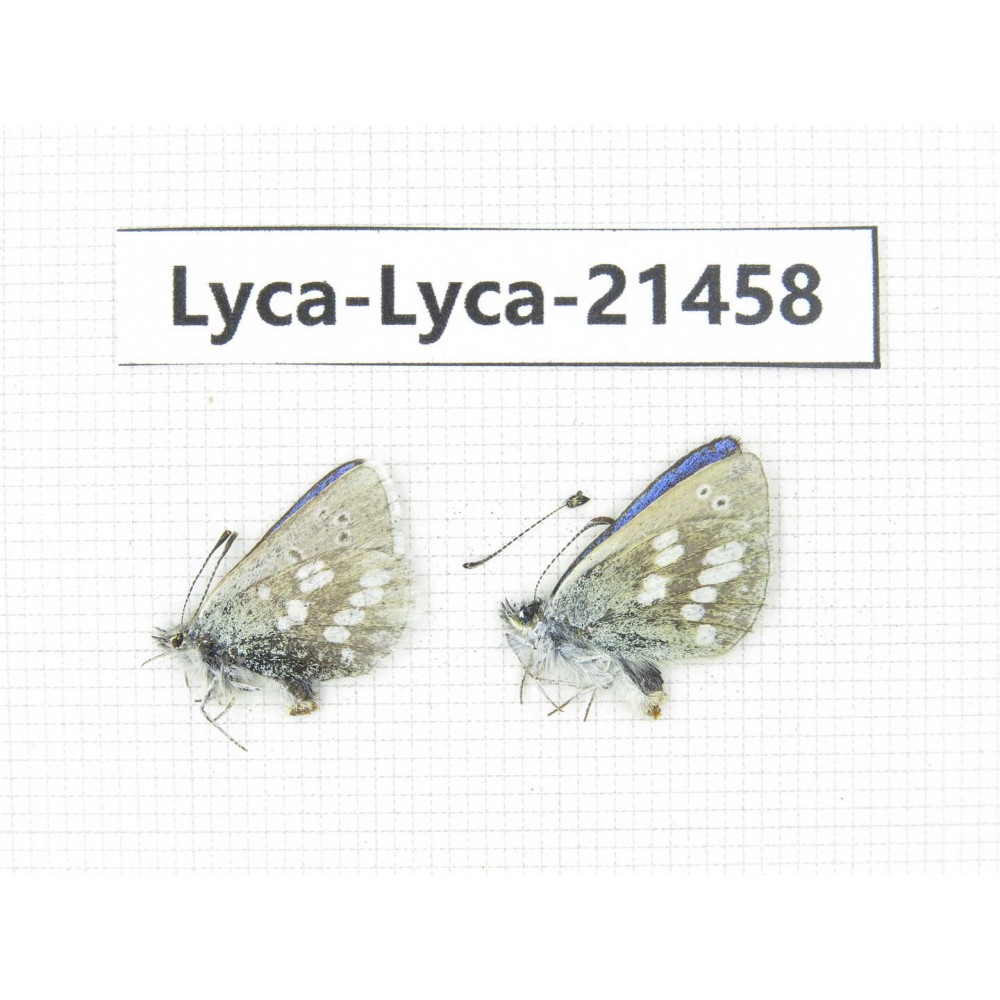 Albulina orbitula. China, Qinghai, E of Delingha. 2M. Lyca-Lyca-21458.
