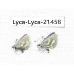 Albulina orbitula. China, Qinghai, E of Delingha. 2M. Lyca-Lyca-21458.