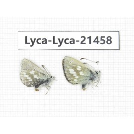Albulina orbitula. China, Qinghai, E of Delingha. 2M. Lyca-Lyca-21458.