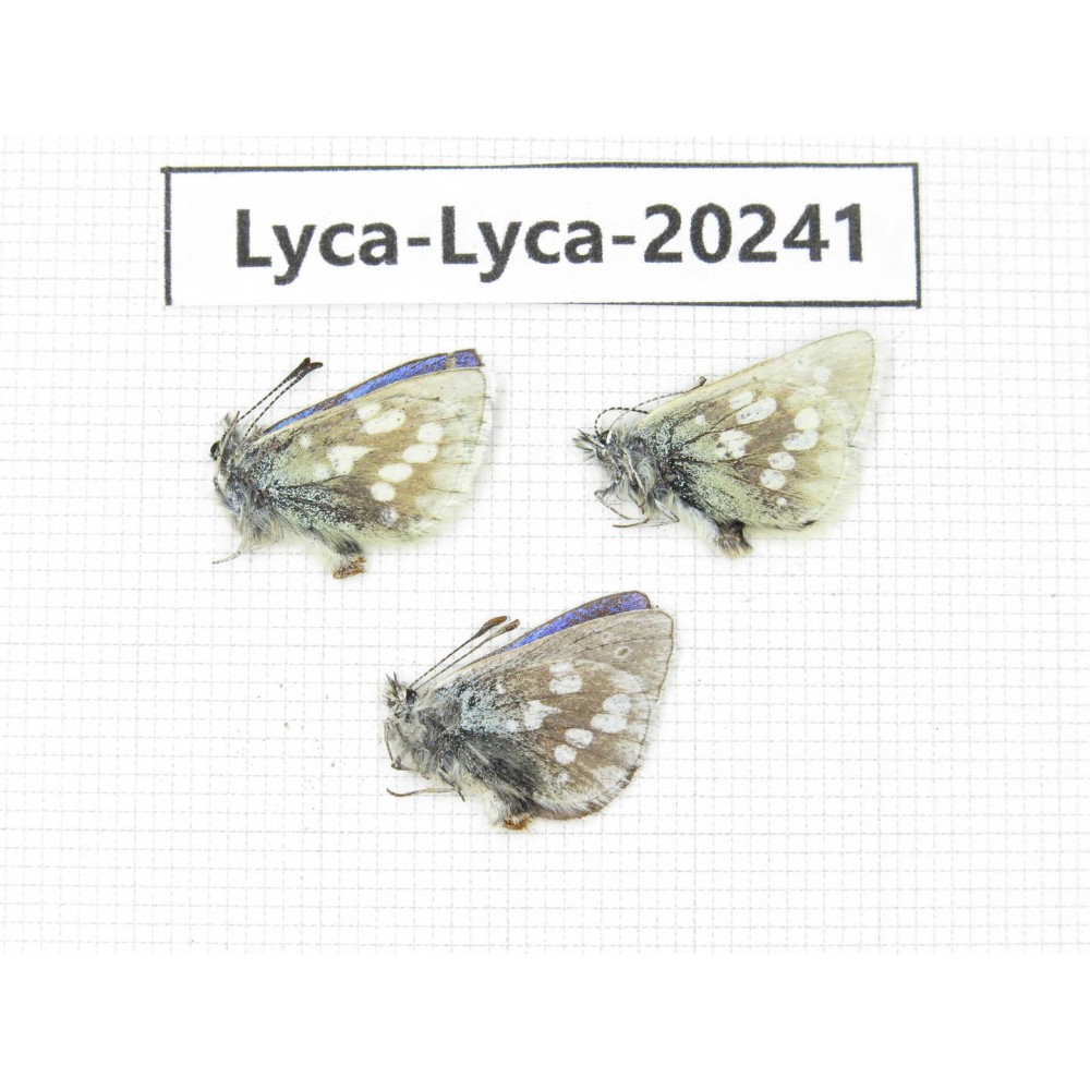 Albulina orbitula. China, Qinghai, Qilian county, Mt.Niuxinshan. 3M. Lyca-Lyca-20241.