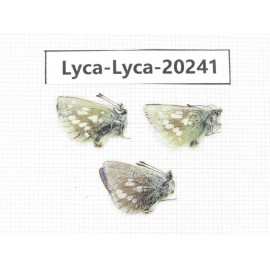 Albulina orbitula. China, Qinghai, Qilian county, Mt.Niuxinshan. 3M. Lyca-Lyca-20241.