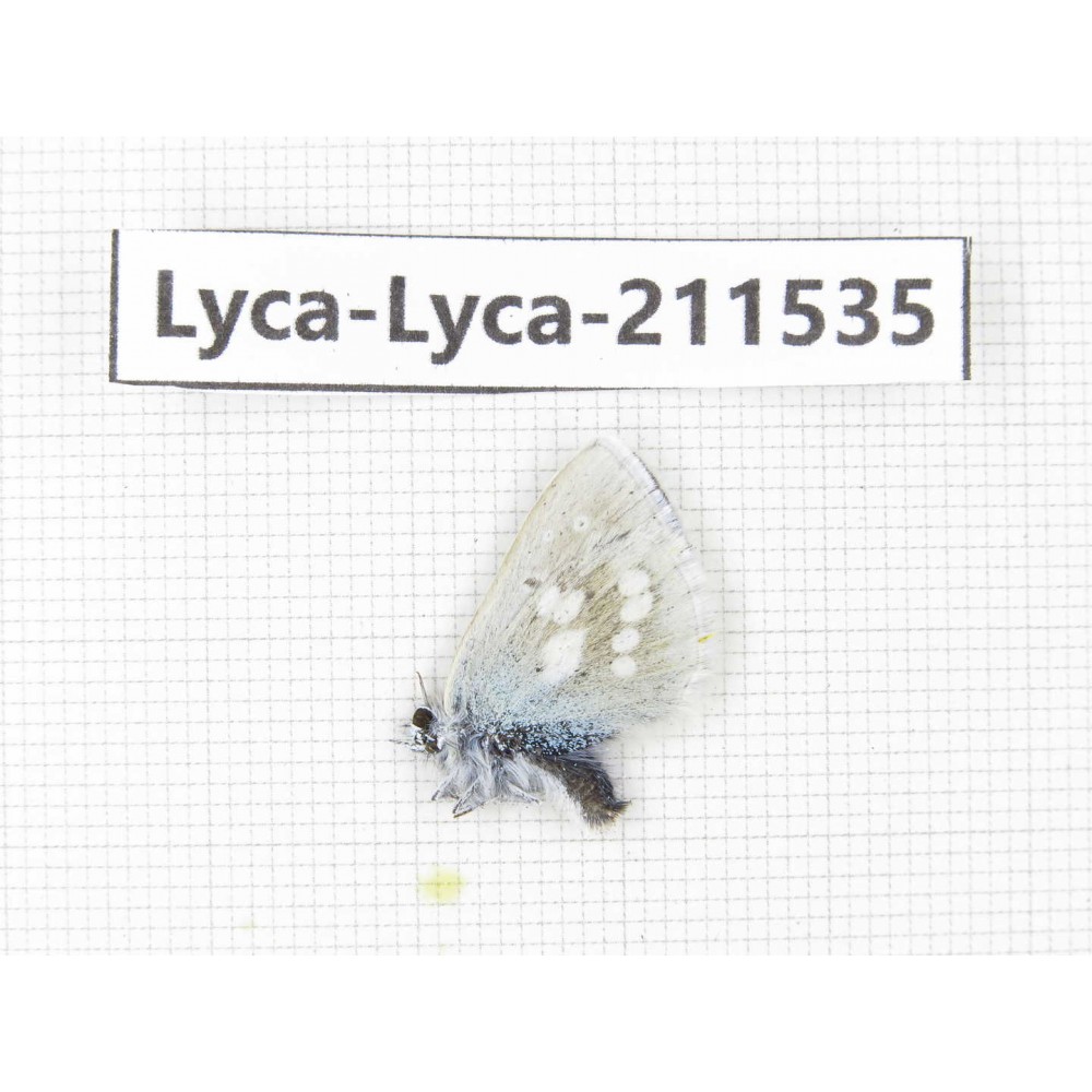 Albulina orbitula. China, Qinghai, Xining, Pingan county, Sitaixiang town. 1M. Lyca-Lyca-211535.
