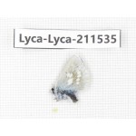 Albulina orbitula. China, Qinghai, Xining, Pingan county, Sitaixiang town. 1M. Lyca-Lyca-211535.