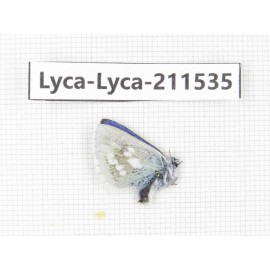 Albulina orbitula. China, Qinghai, Xining, Pingan county, Sitaixiang town. 1M. Lyca-Lyca-211535.