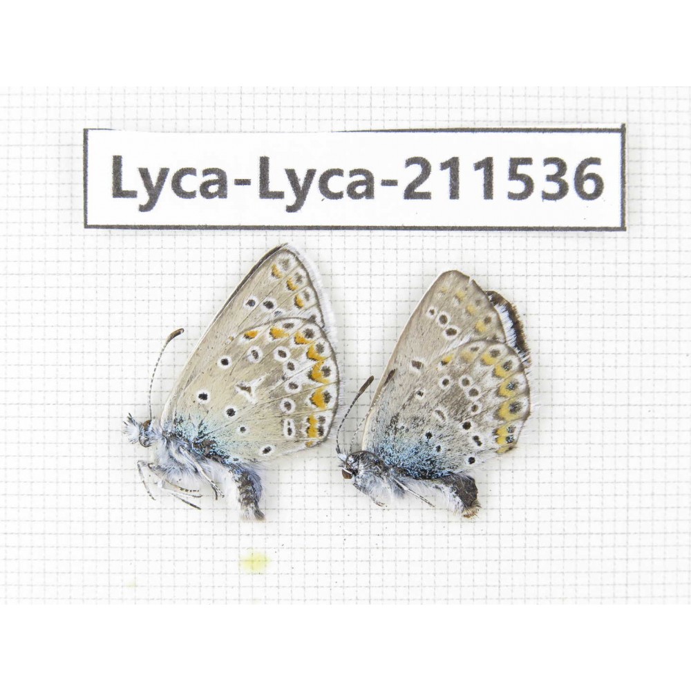 Polyommatus sp. China, Qinghai, Xining, Pingan county, Sitaixiang town. 2M. Lyca-Lyca-211536.