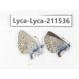 Polyommatus sp. China, Qinghai, Xining, Pingan county, Sitaixiang town. 2M. Lyca-Lyca-211536.