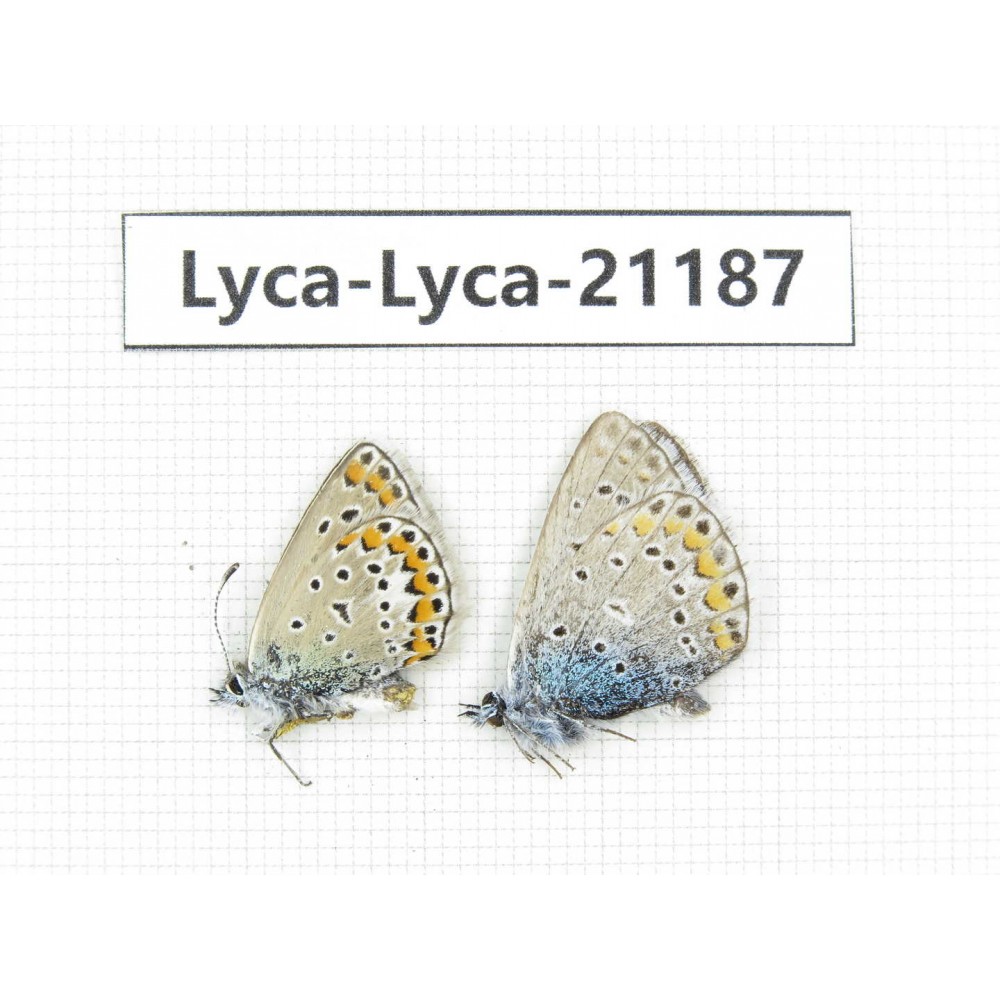 Polyommatus sp. China, Qinghai, Xining, Pingan county, Sitaixiang town. 2M. Lyca-Lyca-21187.