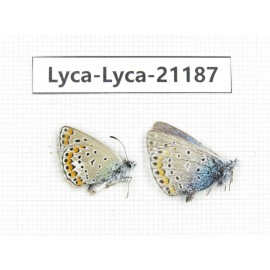 Polyommatus sp. China, Qinghai, Xining, Pingan county, Sitaixiang town. 2M. Lyca-Lyca-21187.