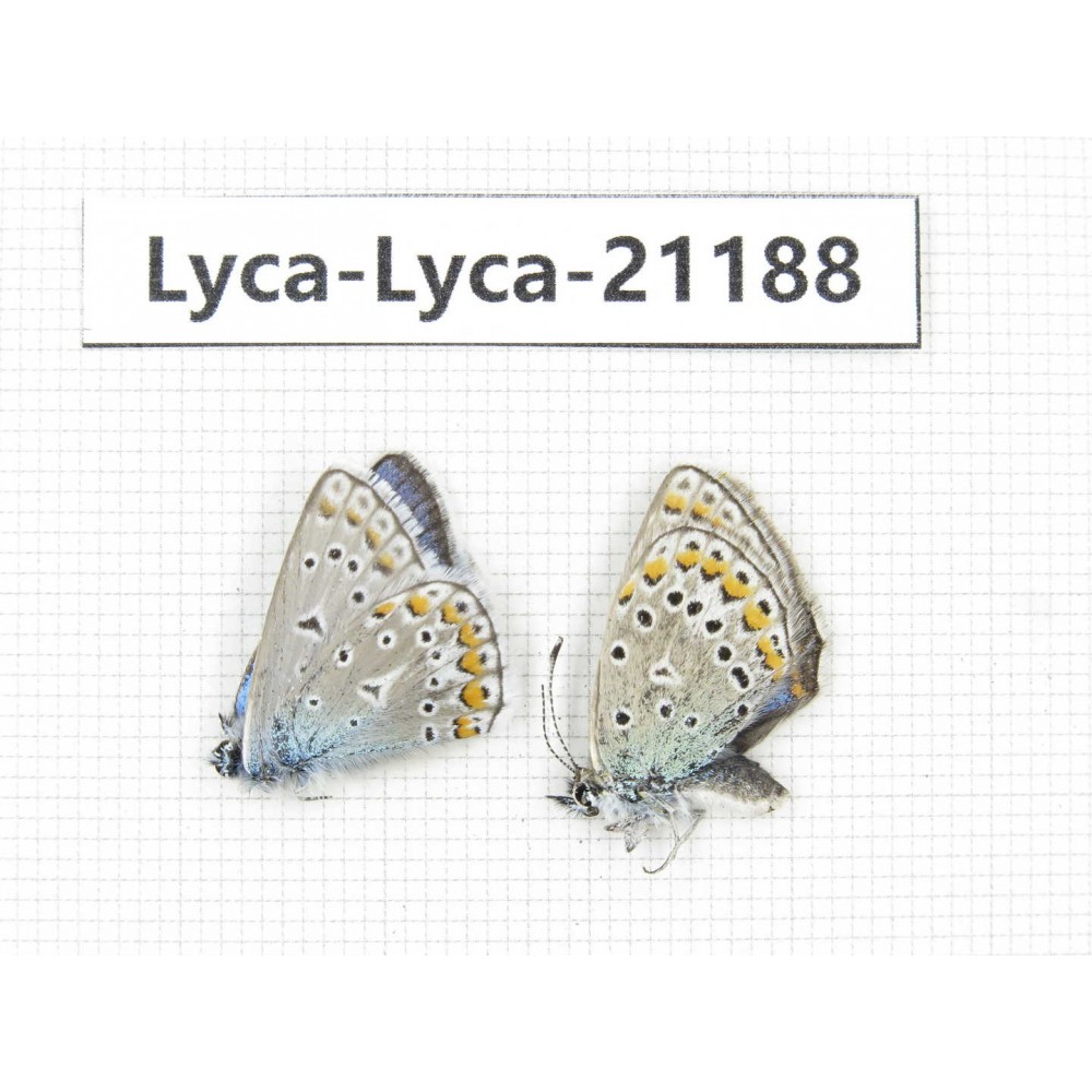 Polyommatus sp. China, Qinghai, Xining, Pingan county, Sitaixiang town. 2M. Lyca-Lyca-21188.