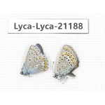 Polyommatus sp. China, Qinghai, Xining, Pingan county, Sitaixiang town. 2M. Lyca-Lyca-21188.