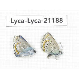 Polyommatus sp. China, Qinghai, Xining, Pingan county, Sitaixiang town. 2M. Lyca-Lyca-21188.