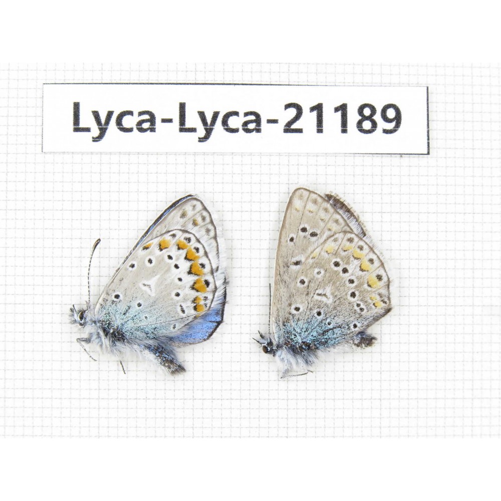 Polyommatus sp. China, Qinghai, Xining, Pingan county, Sitaixiang town. 2M. Lyca-Lyca-21189.