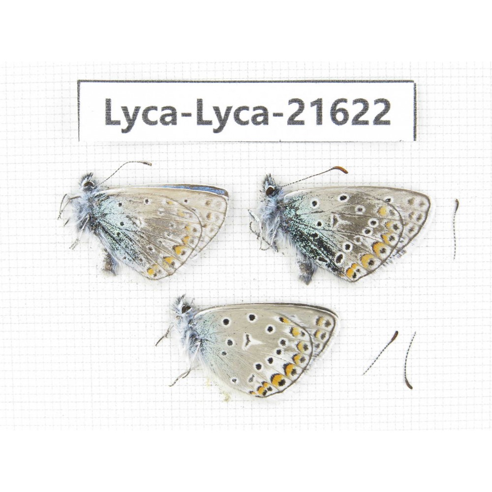 Polyommatus sp. China, Qinghai, Xunhua county, Mt.Dalijiashan. 3M. Lyca-Lyca-21622.