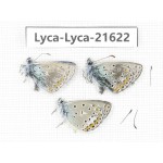 Polyommatus sp. China, Qinghai, Xunhua county, Mt.Dalijiashan. 3M. Lyca-Lyca-21622.