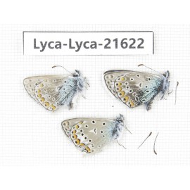 Polyommatus sp. China, Qinghai, Xunhua county, Mt.Dalijiashan. 3M. Lyca-Lyca-21622.