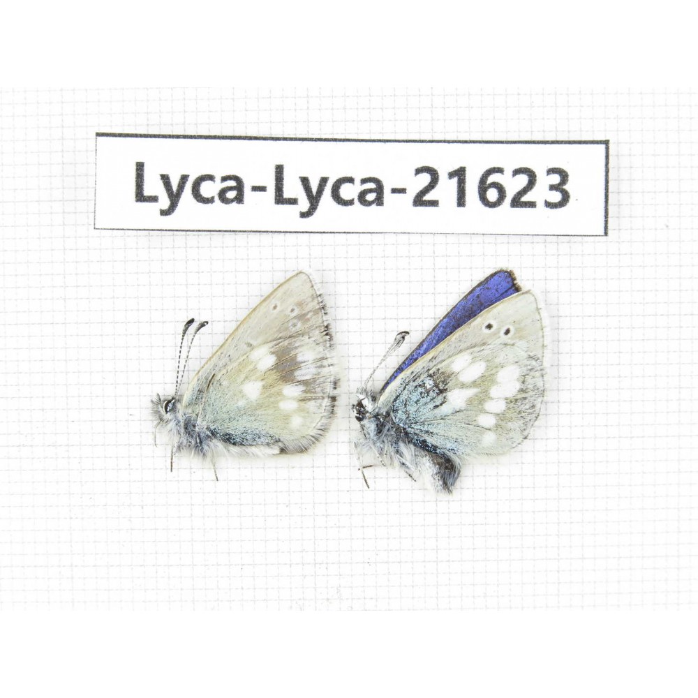 Albulina orbitula. China, Qinghai, Xunhua county, Mt.Dalijiashan. 2M. Lyca-Lyca-21623.