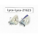 Albulina orbitula. China, Qinghai, Xunhua county, Mt.Dalijiashan. 2M. Lyca-Lyca-21623.